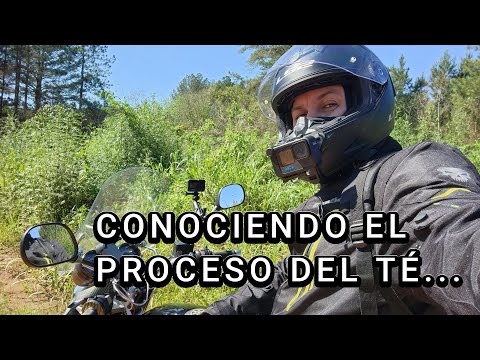 COLONIA ARBERDI MISIONES. (PROCESO DEL TE )..