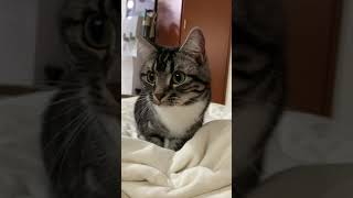 #Shorts ようこそ、猫沼へ 足長マンチカン まる Munchkin cat