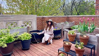 May Container Garden Tour | Rooftop Balcony Gardening
