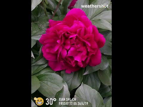 Parque do Palácio de Xingqing, Xi'an