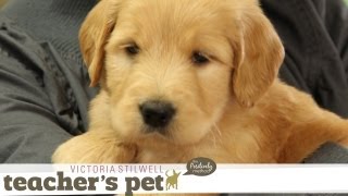Positive Early Learning for a Puppy | Teacher's Pet With Victoria Stilwell