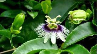 Paul Kuhn (Germany) - Moon Over Naples (Spanish Eyes)