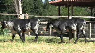 Vídeo 8 - 3º LEILÃO ANUAL SÍTIO UNIÃO | GADO HOLANDÊS HVB E HPB GC1 A GC6