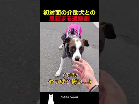 初対面の介助犬との息詰まる追跡劇