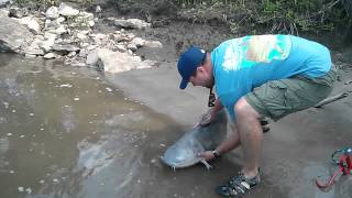preview picture of video '47lb Blue Catfish Caught in Missouri River 7/2/2013'
