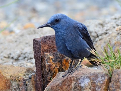skaliar modrý (Monticola solitarius) — biotop a pohyb