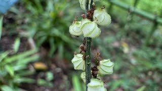 2025 8 04 百花丰彩 +100