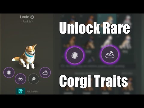 Unlocking NEW RARE Corgi Traits in Last Day on Earth