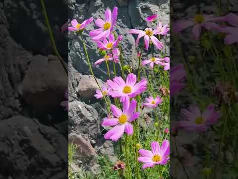 Alhena (SİRİUS YILDIZI)