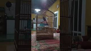 Download lagu srigunting krantil jinak . mp3 Download lagu srigunting krantil jinak . mp3