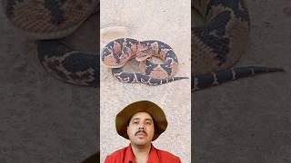 Serpente