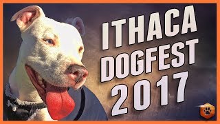Check out all the Shelters, Rescues, and Vendors at DogFest 2017, Ithaca New York