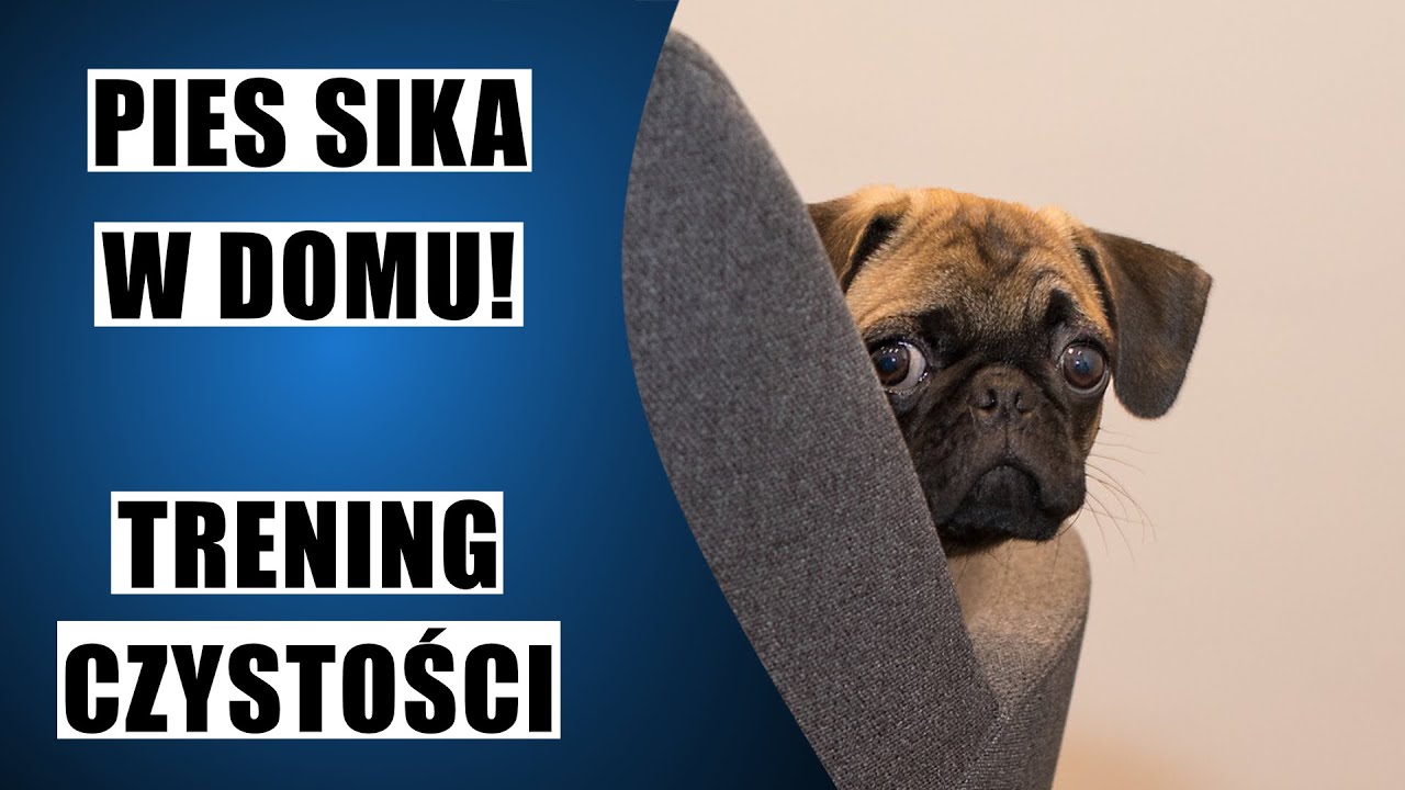 Pies SIKA W DOMU - trening czystości (podcast)
