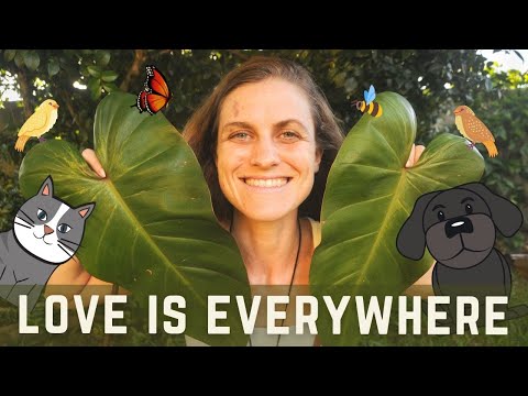 Love Is Everywhere [Positive Song for Kids] by Lindsay Müller