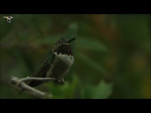 Broad-tailed Hummingbird males vie for a perch.
