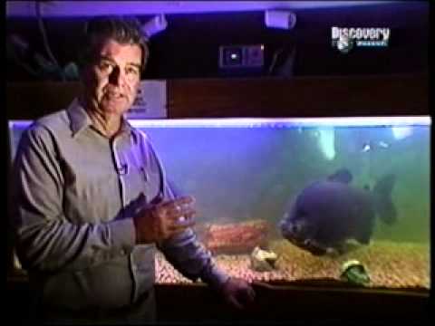 Óriások a titok és a mítosz.avi