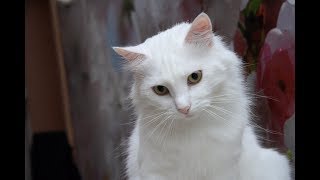 Приколы с котами 2018. Животные зажигают! Кошка Муся ловит шарик!