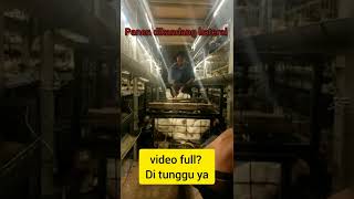 Download lagu Panen ayam umur 31 hari dikandang ayam baterai tanpa sekam kandang mp3
