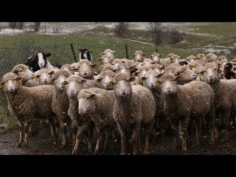 Live sheep export 'overnight ban' doesn't work