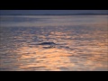 Say Goodnight - Beth Nielsen Chapman with ...