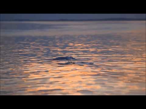 Say Goodnight - Beth Nielsen Chapman