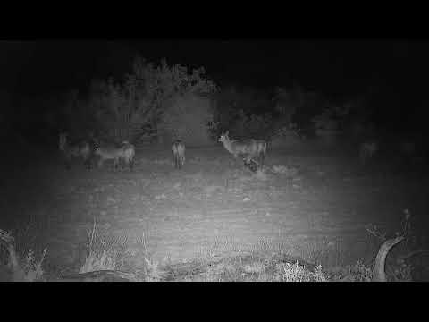 Djuma: Lone Hyena walks by behind the Waterbucks - 00:16 - 11/13/21