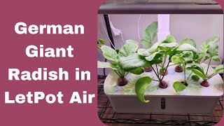 Grow Radish in LetPot Air Hydroponics System, German Giant, Real Review