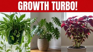 6 Plants for Beginners That Grow Fast and Decorate in a Few Days