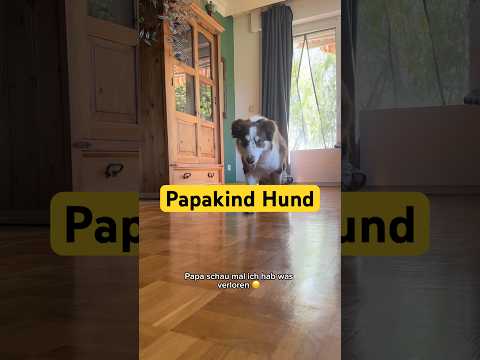 Abo pls 😇 #bordercollie #dogshorts #hund #disability #cutedog #tiere #papa #amazing #specialneeds