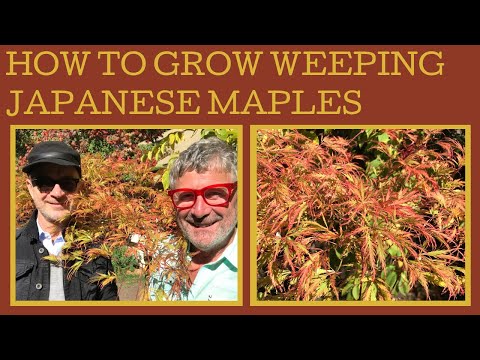How to grow weeping Japanese maples in pots or the garden!