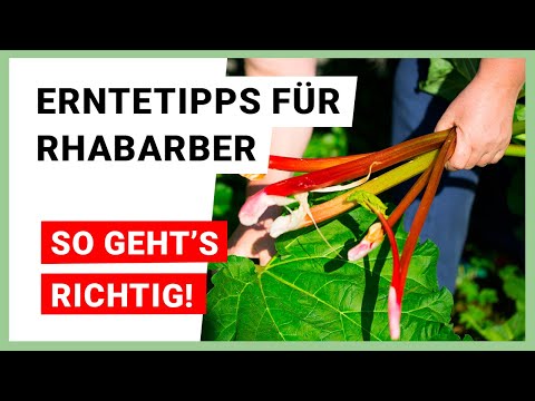Harvesting tips for rhubarb – How to do it right