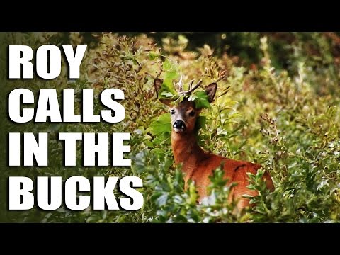 Roy Calls in the Bucks Roy Calls in the Bucks