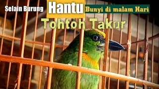 Download lagu PENAMPAKAN SUARA BURUNG MALAM MISTERIUS TOHTOR TAKUR GACOR   termasuk Burung   pada malam Hari  . mp3