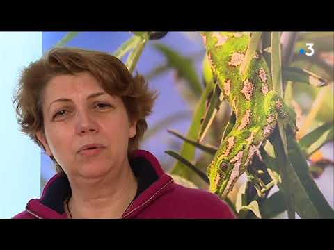 Le génie de la nature expliqué au Muséum d'histoire naturelle du Havre