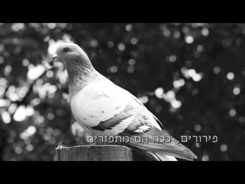 Video thumbnail for Perurim - פרורים