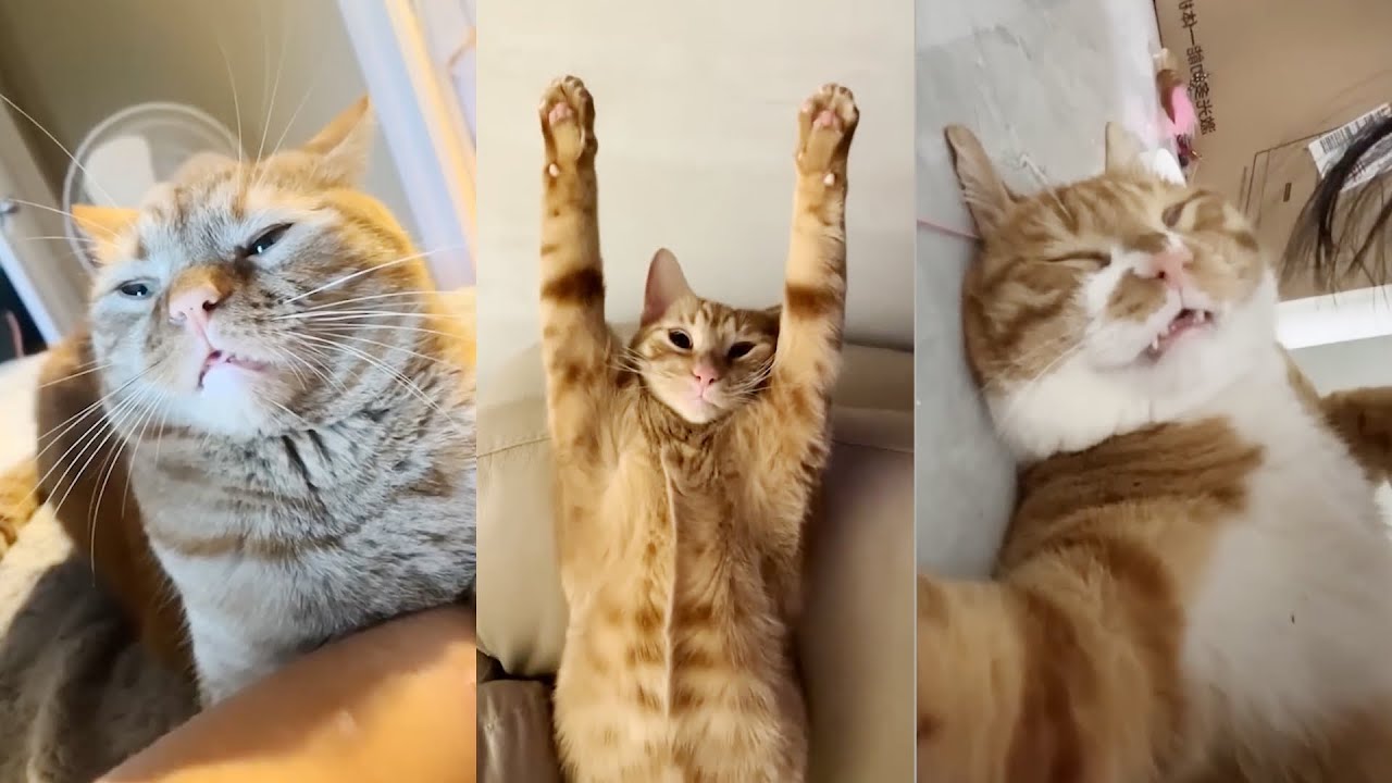 Funniest Cats and Dogs 😂 Ultimate Pet Fails Compilation! Part 28 | Can't Stop Laughing