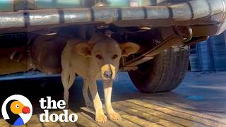 Pup Fighting For Her Life In The Streets Finds Love In A Foster Home | The Dodo