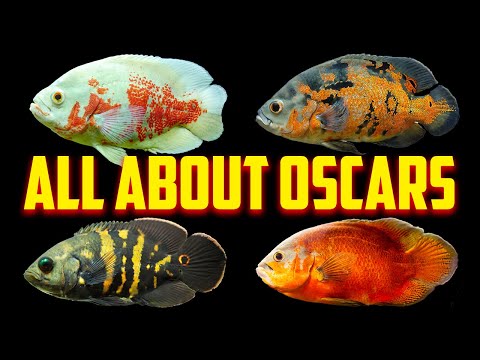 Oscar Fish - The Complete Care Guide