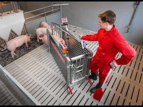 Mobile Einzeltierwaage für Mastschweine