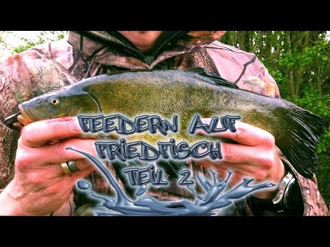 Feedern auf Friedfisch | Teil 2 | *LIVEBISS*  schöne Schleie