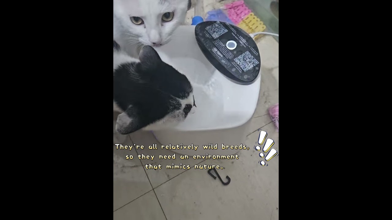 My cat and dog lining up to drink water