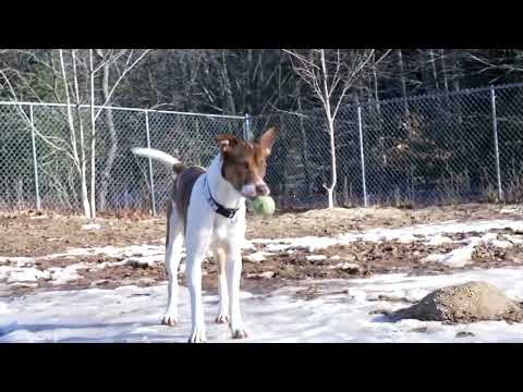 Sarabi, an adopted Mixed Breed in Big Rapids, MI_image-1