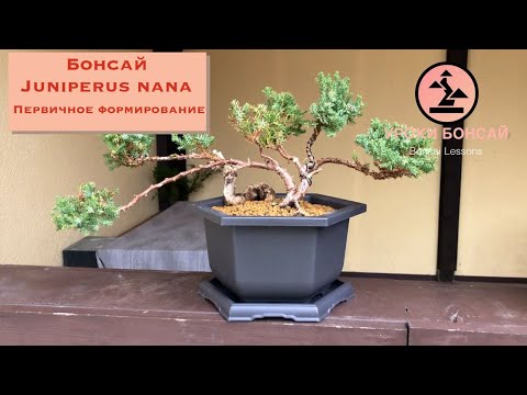 Первичное формирование бонсай. Бонсай из можжевельника. Bonsai Juniperus Pruning