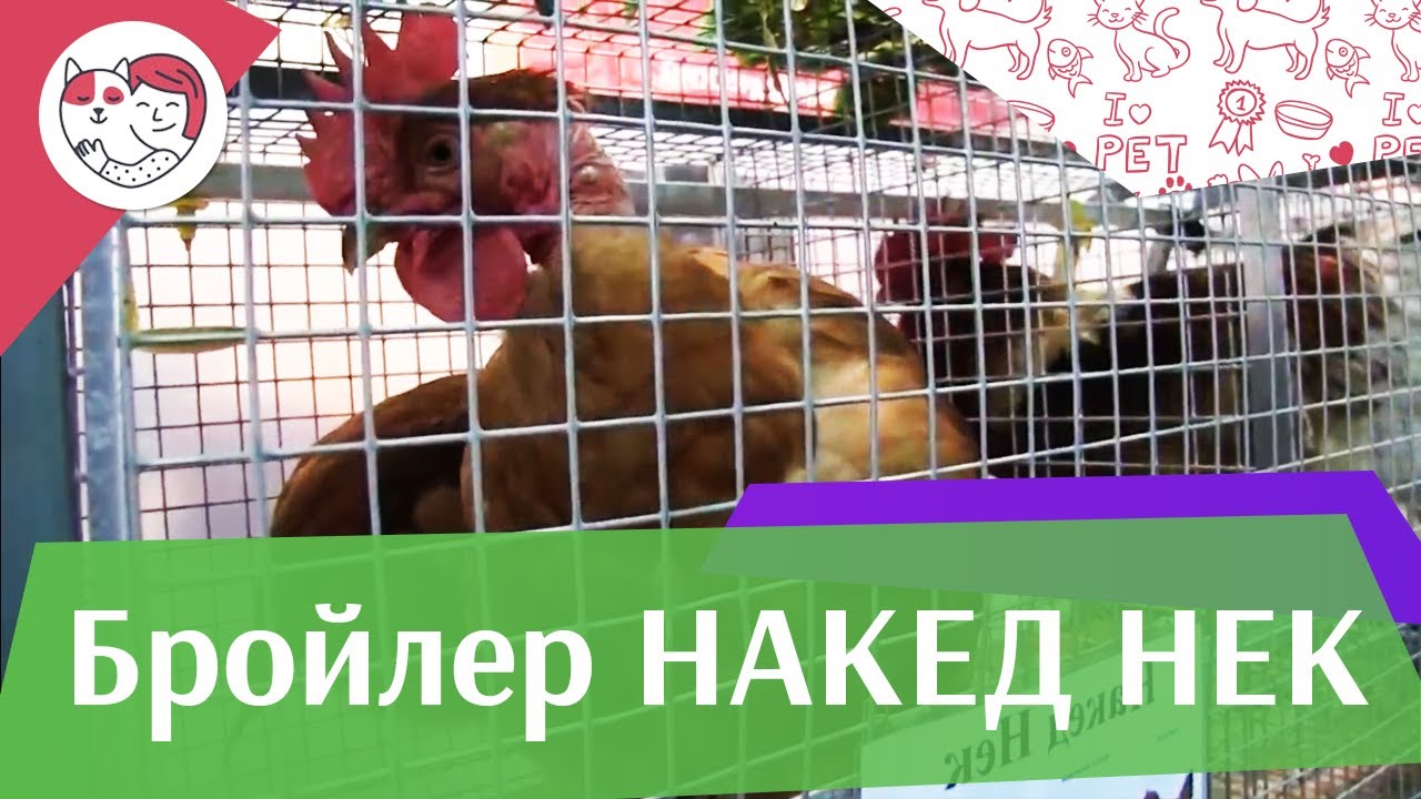 БРОЙЛЕР НАКЕД НЕК Агропромышленная выставка Золотая осень 2016 iLikePet
