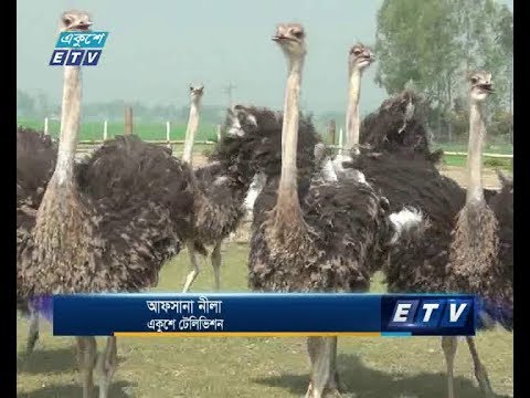 দিনাজপুরে উটপাখির খামার