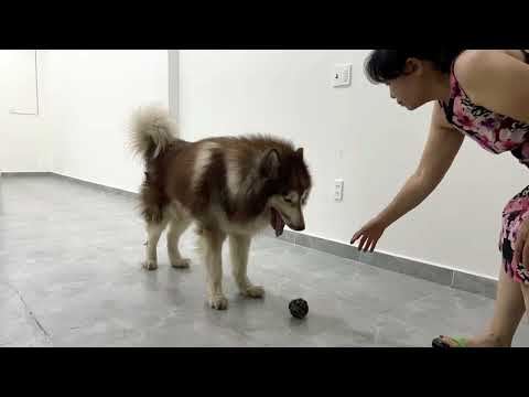 Let's go out (Mình đi chơi thôi) 🐕