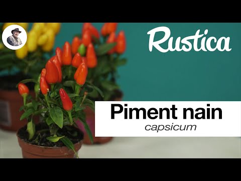 Le piment nain d'ornement (Capsicum)