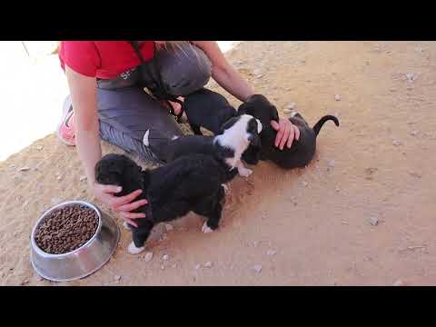 Vídeo de MORRI