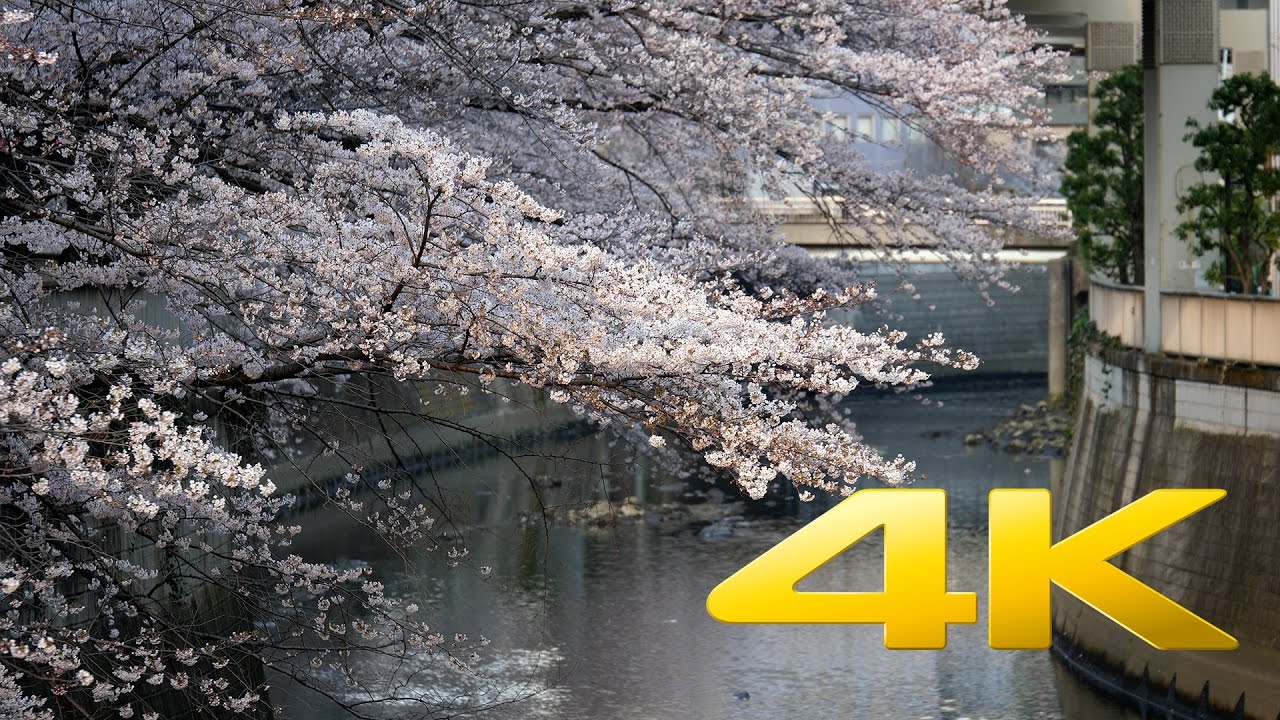 Sakura at Edogawa Koen