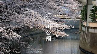 Sakura at Edogawa Koen video preview